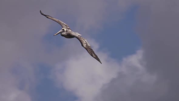 Pelican in Flight Against Sky