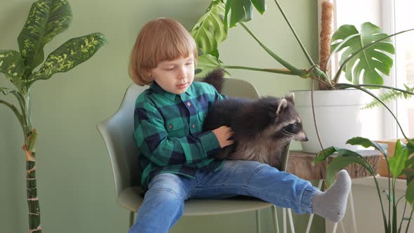 Child Plays with a Domestic Raccoon