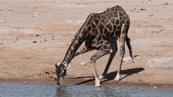 Giraffe Drinking Water, Etosha National Park alt