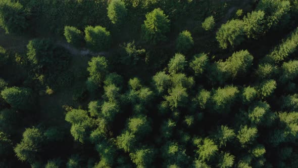 Lush Coniferous Trees In Forest With Morning Sunlight And Curved Mountain Road - aerial top-down alt