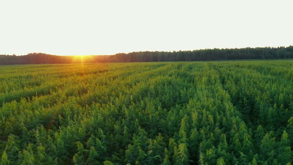 a Large Cannabis Plantation in the Setting Sun Aerial Dron Shot alt