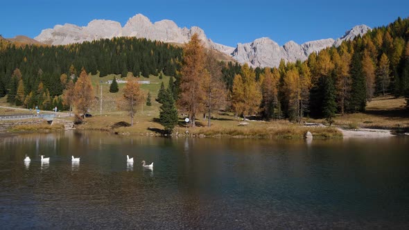Geese flock on autumn mountain pond, not far from San Pellegrino Pass, Dolomites, Italy alt