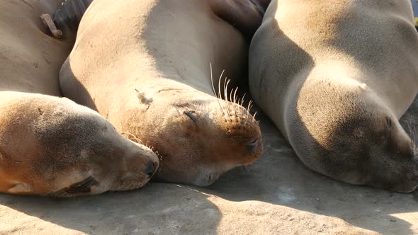 Sea Lions on the Rock in La Jolla. Wild Eared Seals Resting Near Pacific Ocean on Stones. Funny Lazy alt