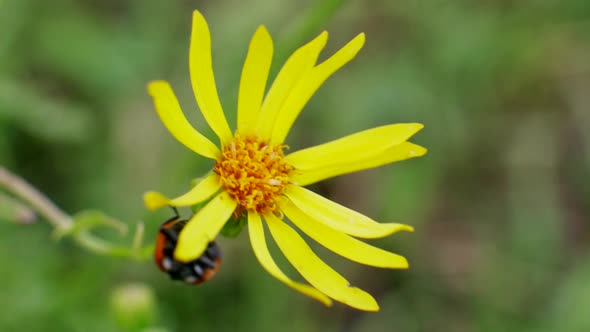 Ladybird Runs on Yellow Flowers in Wild Field