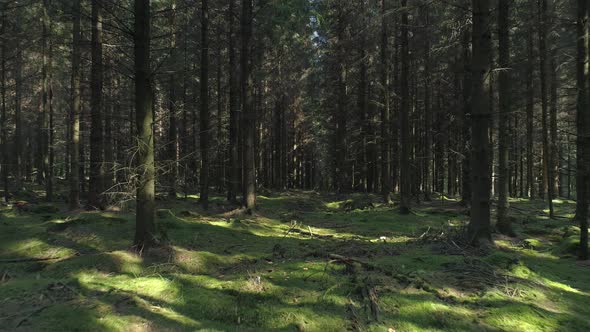 Drone Shot Flying Between Trees in Old Forest