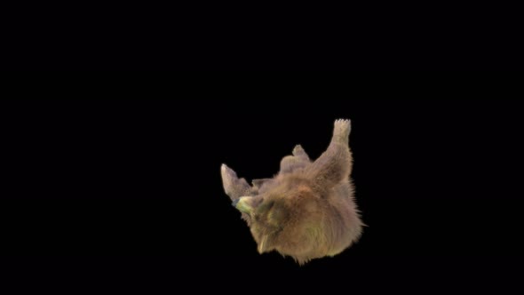 186 Bear Standing React Death Left 4K alt