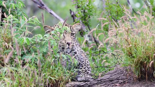Leopard resting and then moving away Sabi Sands Game Reserve in South Africa alt