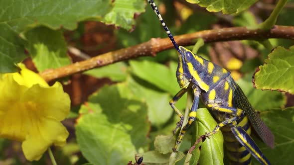 Aularches Miliaris Is a Monotypic Grasshopper Species of the Genus Aularches alt