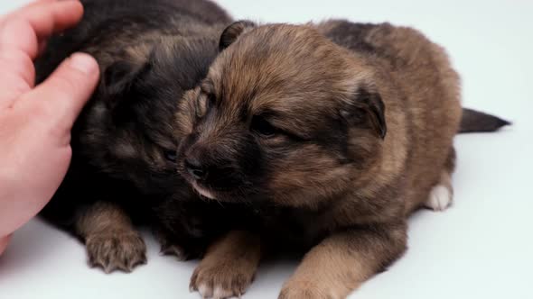 A Man is Stroking Two Small Puppies on a White Background alt