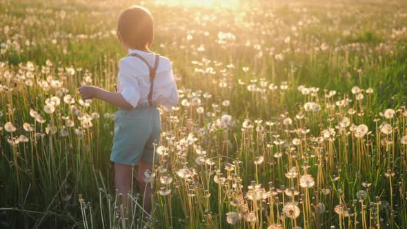 Child Boy 5 Years Old Walk on a White Dandelion on the Field During Sunset