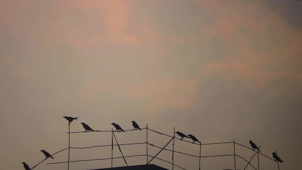 A group of birds in silhouette perched on a wire fence at sunset in Bangladesh alt