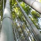 Looking Up at the Sky in the Bamboo Forest - VideoHive Item for Sale