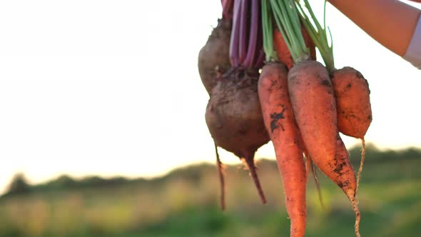 Farmer Keeps Fresh Organic Natural Vegetables on a Sunny Green Field alt