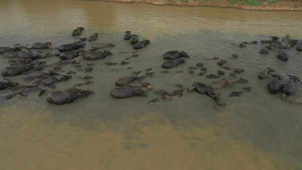 Tracking aerial shot of a herd of Water Buffalo swimming, walking and cooling off in a river in cent alt