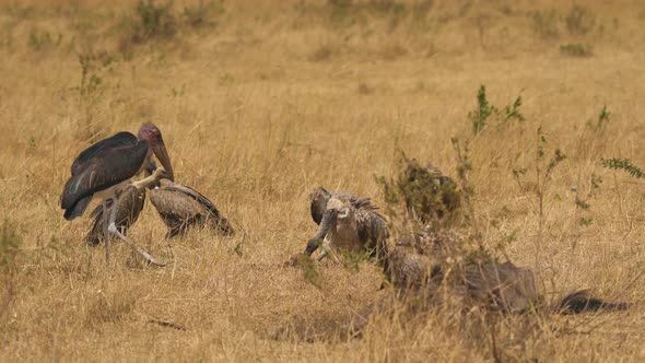 Marabou stork and vultures alt
