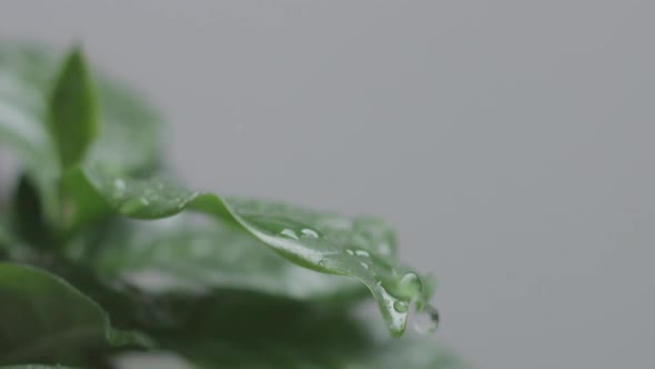 Arabic Coffee Plant Leaves Macro with Water Drops Falling Slow Motion From 120 Fps alt