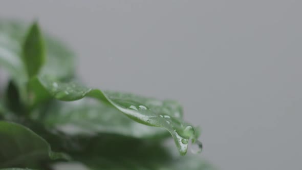 Arabic Coffee Plant Leaves Macro with Water Drops Falling Slow Motion From 120 Fps