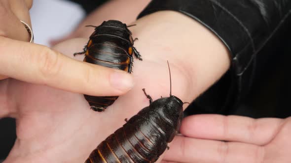 Hand Stroking Large Cockroach