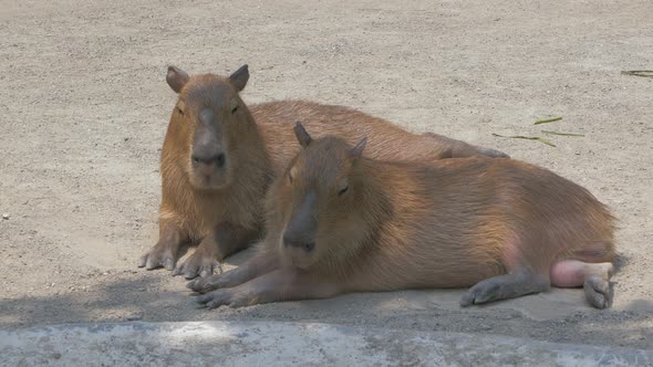 Two Capybaras Lying on the Ground in the Shade on Sunny Day alt