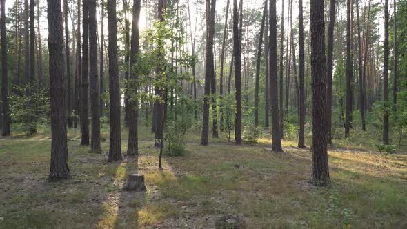 Beautiful Nature Forest Trees Green Grass Sun Woods Sunset alt