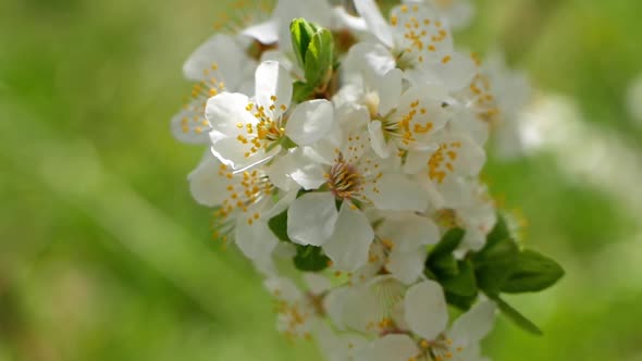 White blooming buds on a tree in early spring in the garden. alt