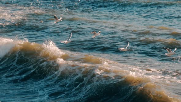 Slow motion seagulls flying over sea waves during stormy weather at daytime in Istanbul