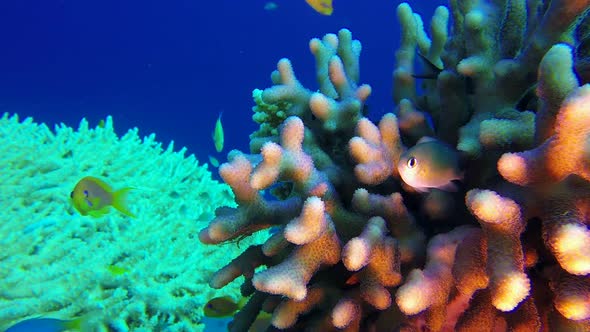 Underwater Colorful Tropical Reef and Coral Crab alt