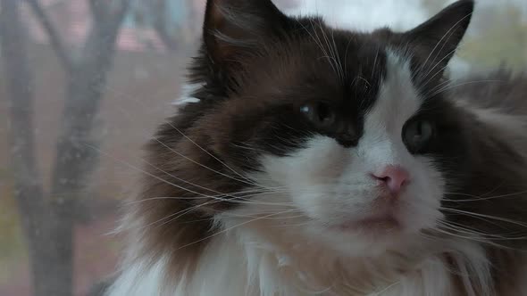 Ragdoll Cat Looking Around Near Rainy Window