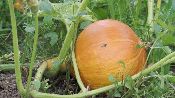 Pumpkin in garden. Growing pumpkin on a vegetable garden.