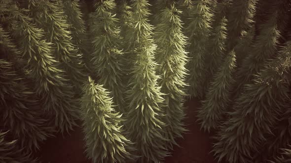 Field of Green Medial Cannabis alt