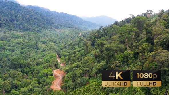 AH - Aerial View a Dirt Road Along Green Forest 04 alt