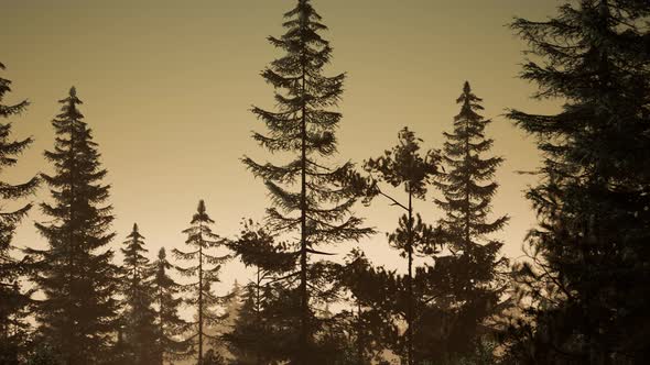 Misty Nordic Forest in Early Morning with Fog alt