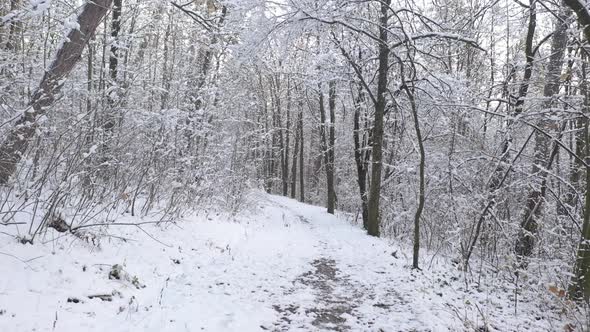 Winter wonderland scenery in the woods 4K drone video