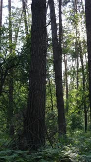 Vertical Video of a Summer Green Forest with Trees During the Day Slow Motion alt
