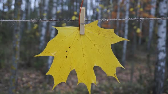 Yellow Maple Leaf On The Background Of The Autumn Forest