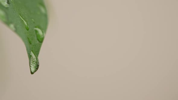 Water Drops on a Leaf 95 alt