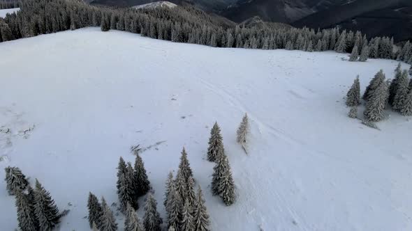 Flying Above Snow Covered Pine Forest Unveiling Mountain Range alt