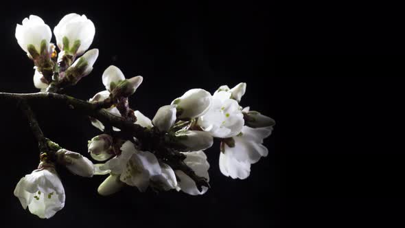 Blossoming Twig with Buds of Almond Flowers Reveals on Black Background