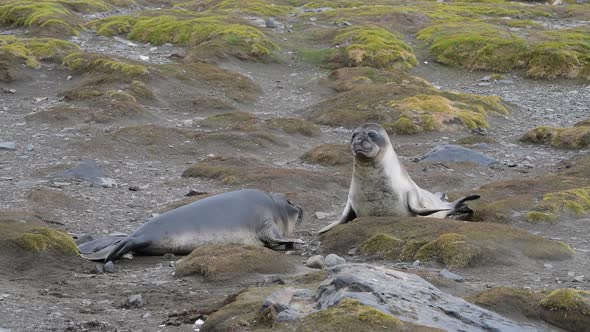 Two Elephant Seals Playing on the Beach