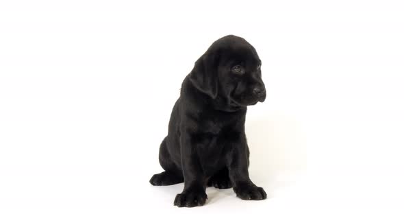 Black Labrador Retriever, Puppy on White Background, Normandy, Slow Motion 4K alt