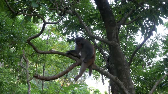 A wild Rhesus monkey, formally known as Rhesus Macaque, sits on a tree branch at Shing Mun park in H alt
