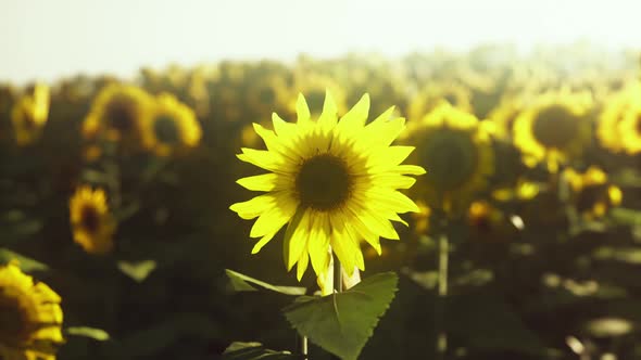 Sunflower Field Landscape at Sunset alt