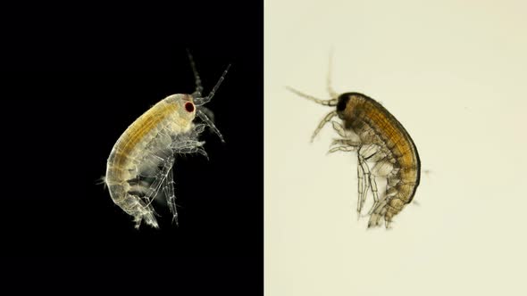 Young Gammaroidea Under a Microscope, Amphipoda Order, Specimen Found at Lake Baikal alt