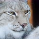 Portrait of a Cougar, Face of a Predatory Cat - VideoHive Item for Sale