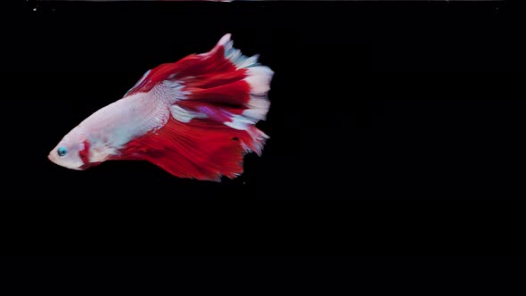 Siamese fighting fish (Betta splendens) alt