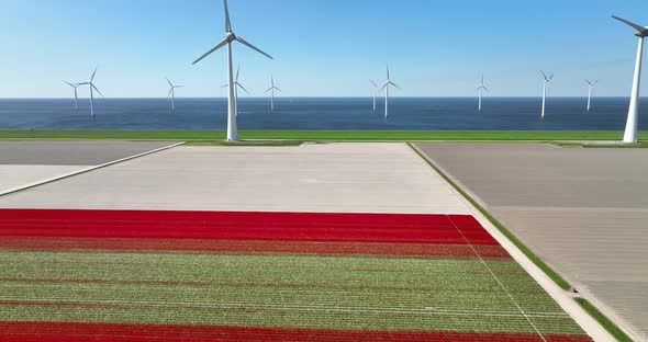 Aerial view of tulip field and wind farm, Flevoland, Netherlands alt