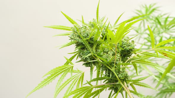 The cannabis plant has green leaves for medicinal or culinary purposes.