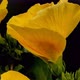 Yellow Hibiscus Bloom - VideoHive Item for Sale