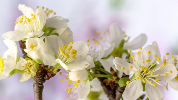 Plum Blossom Timelapse on Blue alt