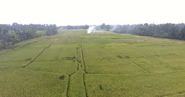 Bali aerial yellow ricefield after sow